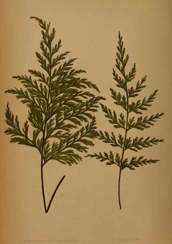 Reproducción/Reproduction 49628473741: Ferns: British and exotic.... London,Groombridge and Sons,1856-60.. 