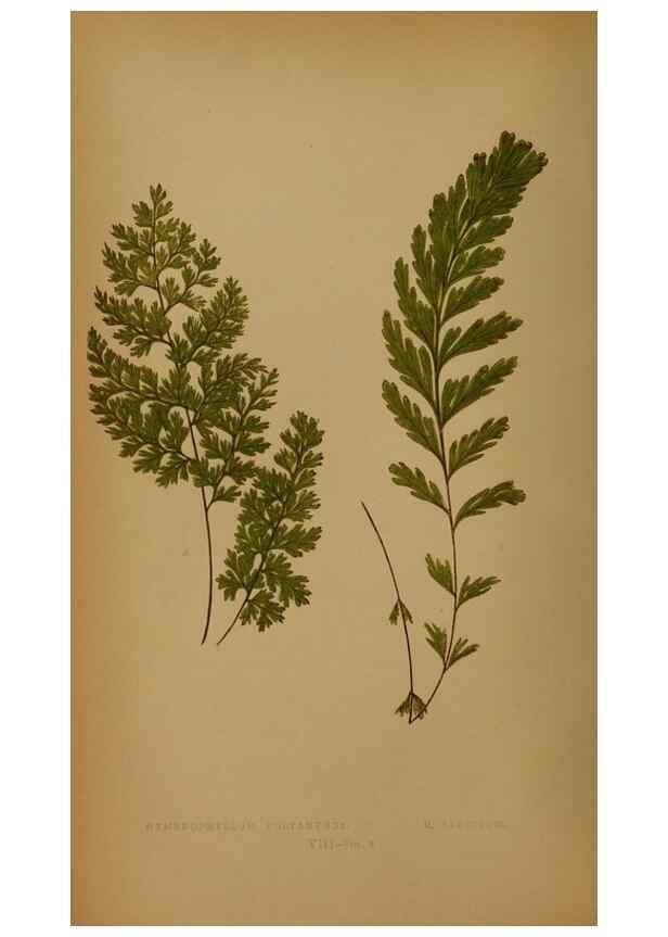 Reproducción/Reproduction 49628748162: Ferns: British and exotic.... London,Groombridge and Sons,1856-60.. 
