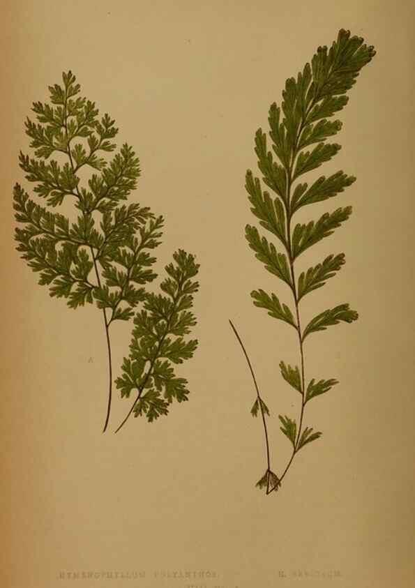 Reproducción/Reproduction 49628748162: Ferns: British and exotic.... London,Groombridge and Sons,1856-60.. 