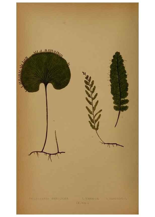 Reproducción/Reproduction 49628474031: Ferns: British and exotic.... London,Groombridge and Sons,1856-60.. 