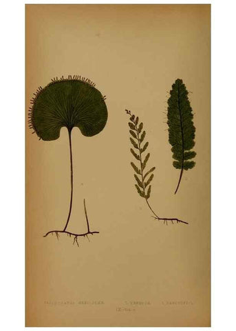 Reproducción/Reproduction 49628474031: Ferns: British and exotic.... London,Groombridge and Sons,1856-60.. 