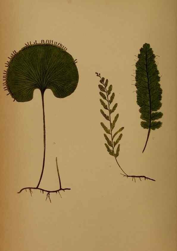 Reproducción/Reproduction 49628474031: Ferns: British and exotic.... London,Groombridge and Sons,1856-60.. 
