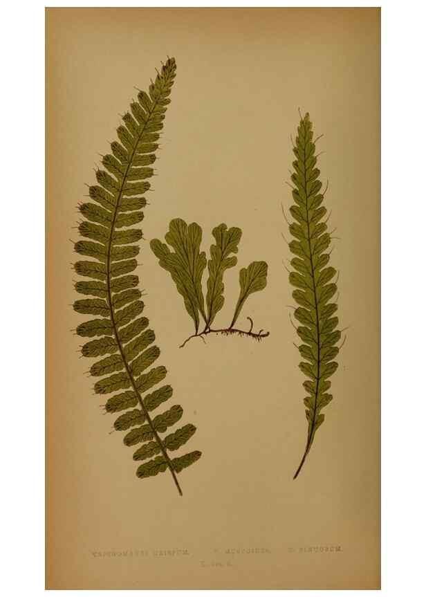 Reproducción/Reproduction 49628474191: Ferns: British and exotic.... London,Groombridge and Sons,1856-60.. 