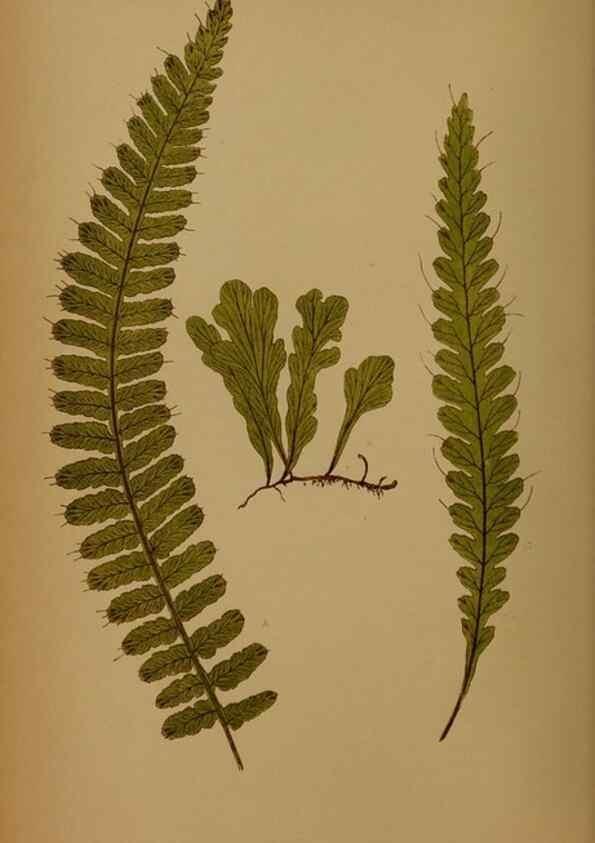 Reproducción/Reproduction 49628474191: Ferns: British and exotic.... London,Groombridge and Sons,1856-60.. 