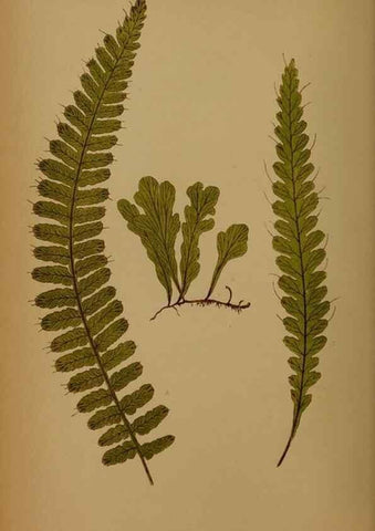Reproducción/Reproduction 49628474191: Ferns: British and exotic.... London,Groombridge and Sons,1856-60.. 