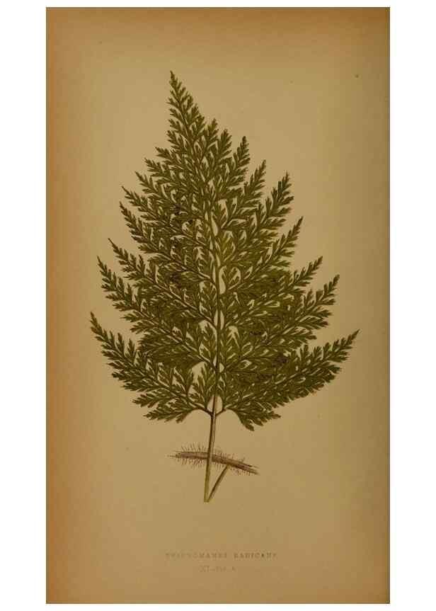 Reproducción/Reproduction 49628474376: Ferns: British and exotic.... London,Groombridge and Sons,1856-60.. 
