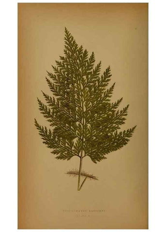 Reproducción/Reproduction 49628474376: Ferns: British and exotic.... London,Groombridge and Sons,1856-60.. 