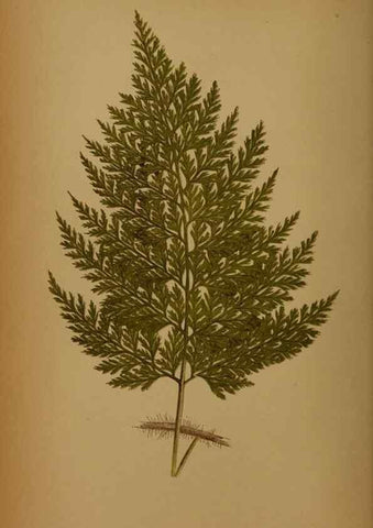 Reproducción/Reproduction 49628474376: Ferns: British and exotic.... London,Groombridge and Sons,1856-60.. 