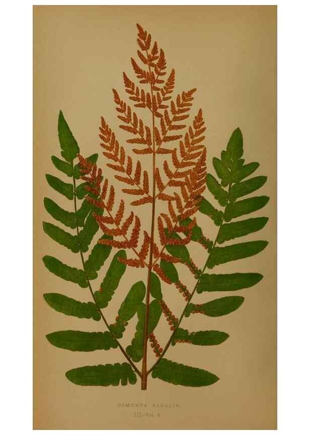 Reproducción/Reproduction 49628473166: Ferns: British and exotic.... London,Groombridge and Sons,1856-60.. 