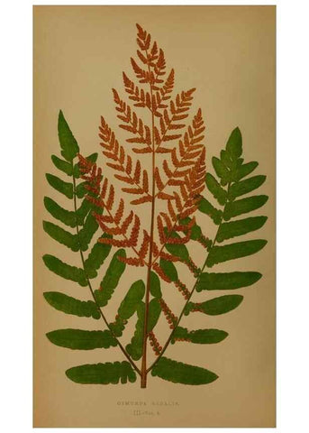 Reproducción/Reproduction 49628473166: Ferns: British and exotic.... London,Groombridge and Sons,1856-60.. 