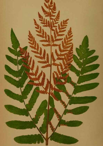 Reproducción/Reproduction 49628473166: Ferns: British and exotic.... London,Groombridge and Sons,1856-60.. 