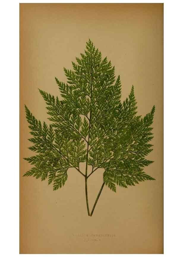 Reproducción/Reproduction 49627955288: Ferns: British and exotic.... London,Groombridge and Sons,1856-60.. 