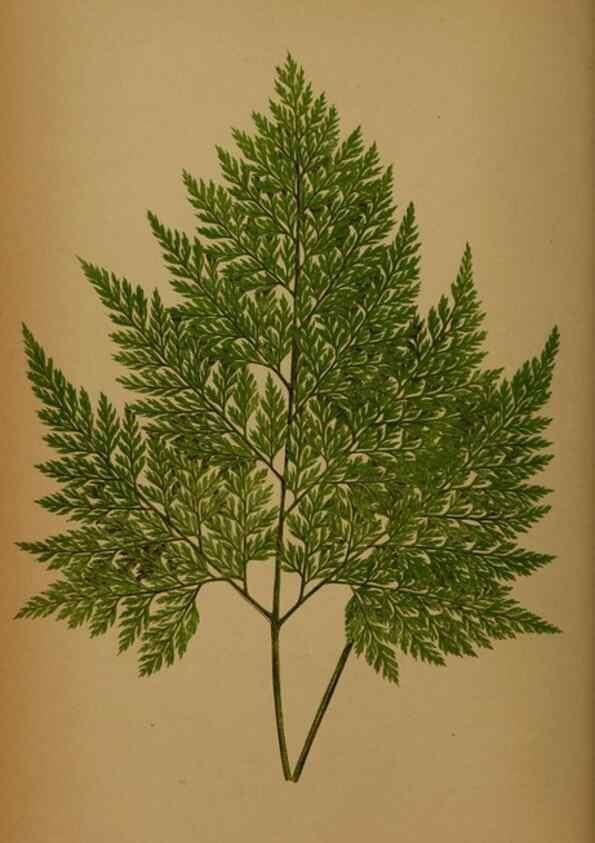 Reproducción/Reproduction 49627955288: Ferns: British and exotic.... London,Groombridge and Sons,1856-60.. 