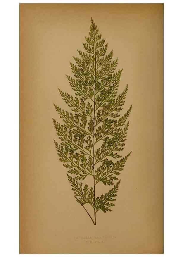 Reproducción/Reproduction 49627955578: Ferns: British and exotic.... London,Groombridge and Sons,1856-60.. 