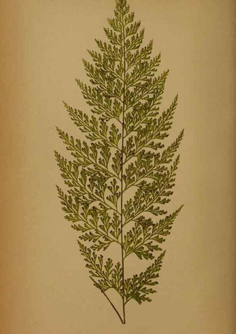 Reproducción/Reproduction 49627955578: Ferns: British and exotic.... London,Groombridge and Sons,1856-60.. 