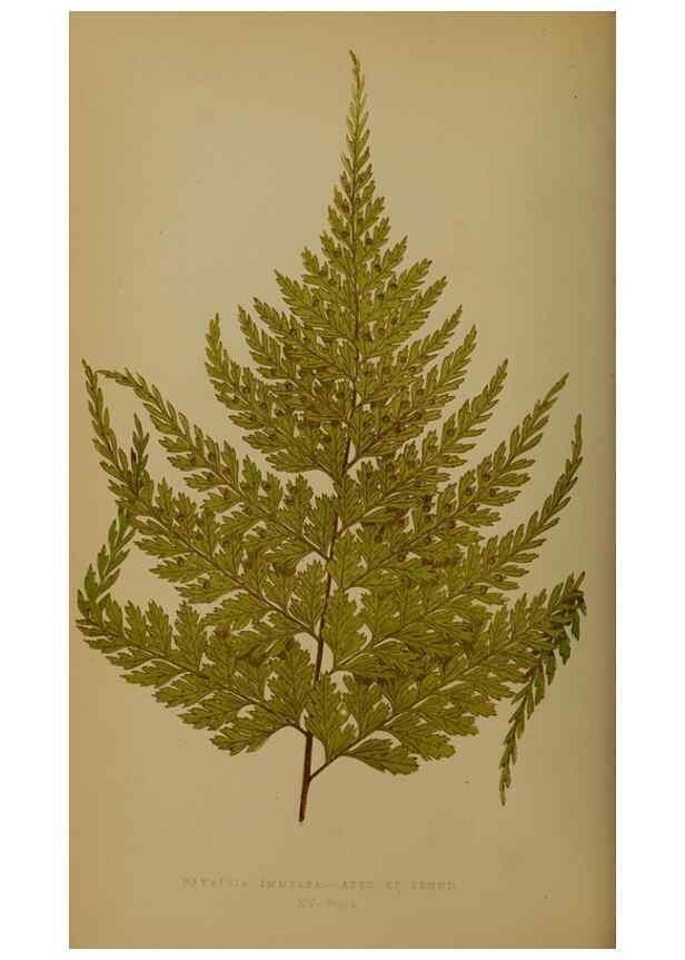 Reproducción/Reproduction 49628475066: Ferns: British and exotic.... London,Groombridge and Sons,1856-60.. 