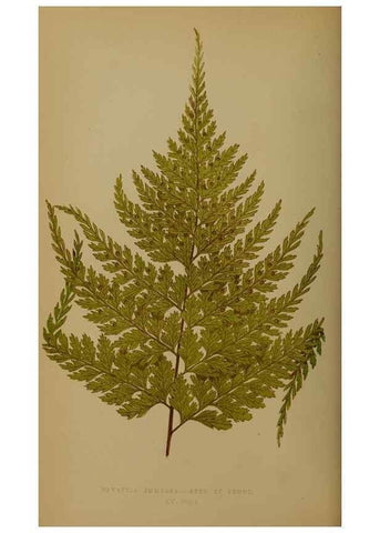 Reproducción/Reproduction 49628475066: Ferns: British and exotic.... London,Groombridge and Sons,1856-60.. 