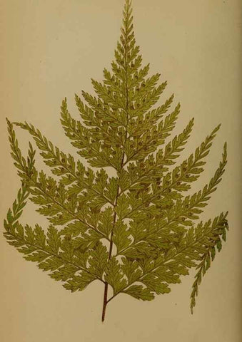 Reproducción/Reproduction 49628475066: Ferns: British and exotic.... London,Groombridge and Sons,1856-60.. 