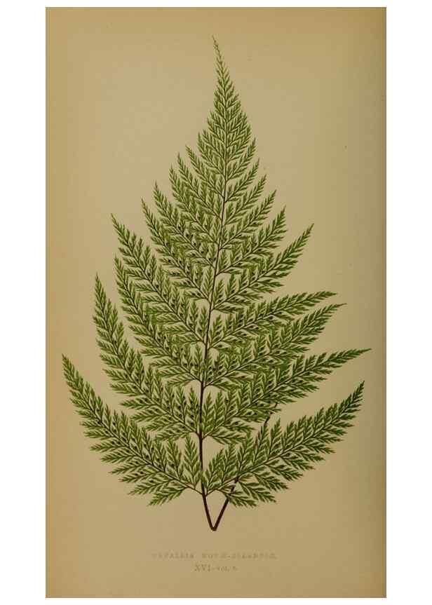 Reproducción/Reproduction 49628475231: Ferns: British and exotic.... London,Groombridge and Sons,1856-60.. 
