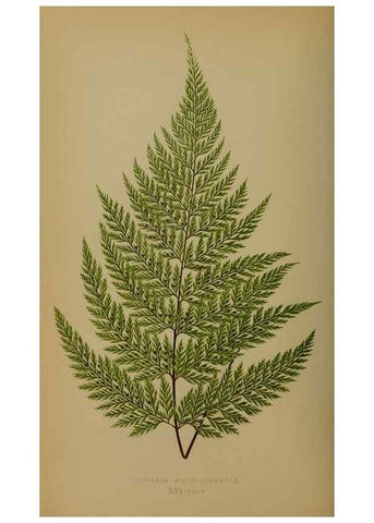 Reproducción/Reproduction 49628475231: Ferns: British and exotic.... London,Groombridge and Sons,1856-60.. 