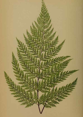 Reproducción/Reproduction 49628475231: Ferns: British and exotic.... London,Groombridge and Sons,1856-60.. 
