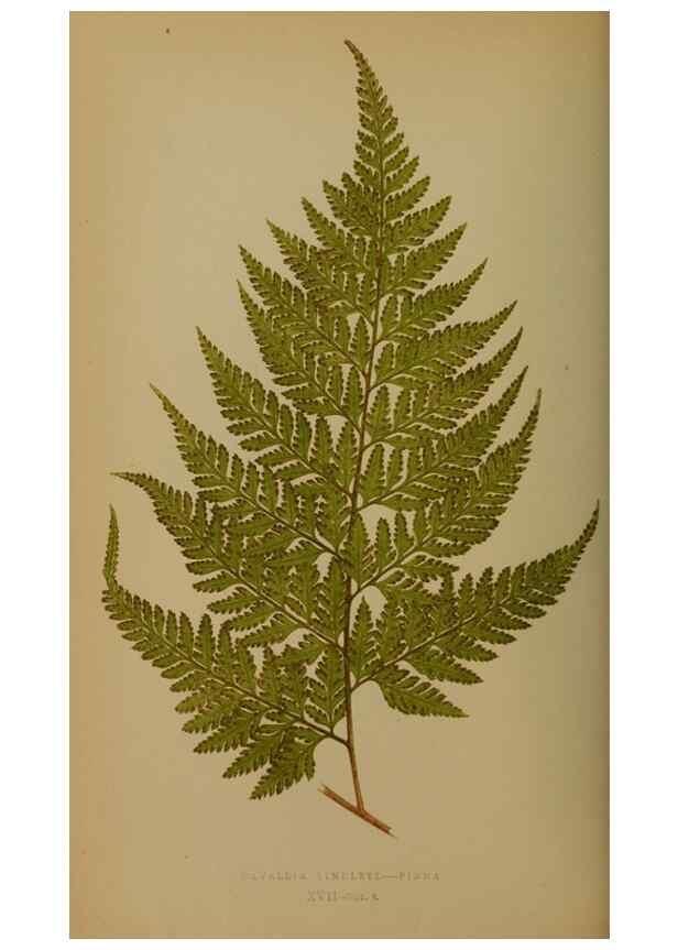 Reproducción/Reproduction 49628475421: Ferns: British and exotic.... London,Groombridge and Sons,1856-60.. 