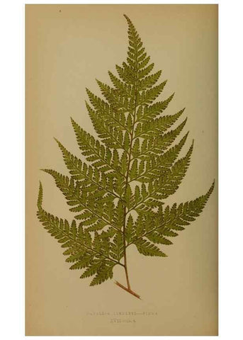 Reproducción/Reproduction 49628475421: Ferns: British and exotic.... London,Groombridge and Sons,1856-60.. 