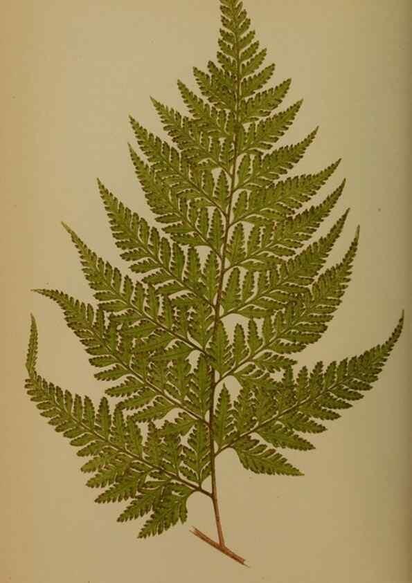 Reproducción/Reproduction 49628475421: Ferns: British and exotic.... London,Groombridge and Sons,1856-60.. 