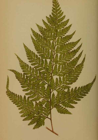 Reproducción/Reproduction 49628475421: Ferns: British and exotic.... London,Groombridge and Sons,1856-60.. 
