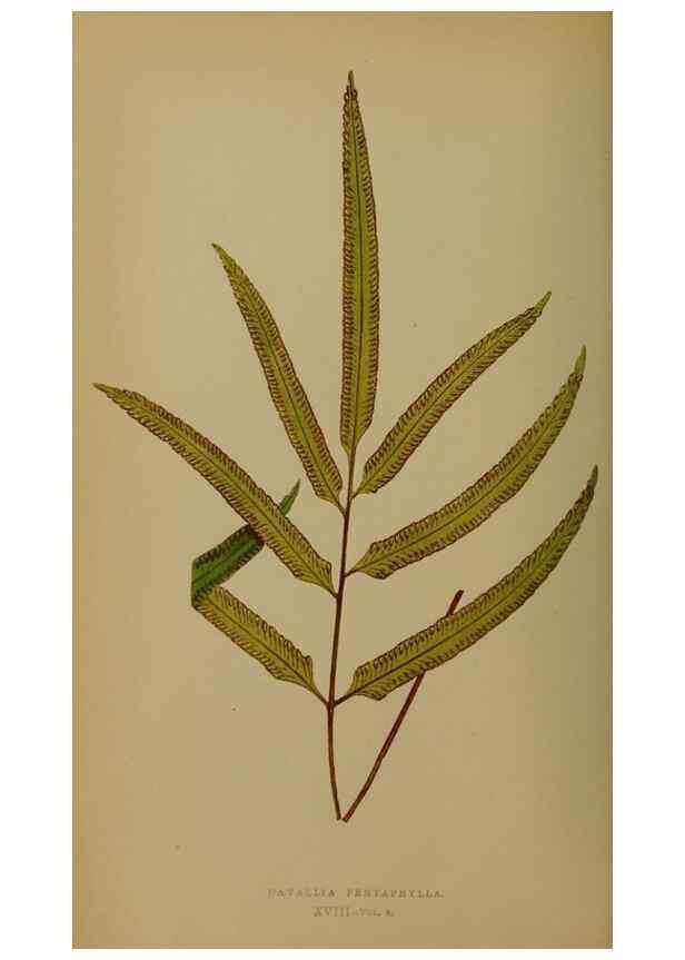 Reproducción/Reproduction 49628475621: Ferns: British and exotic.... London,Groombridge and Sons,1856-60.. 