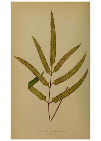 Reproducción/Reproduction 49628475621: Ferns: British and exotic.... London,Groombridge and Sons,1856-60.. 