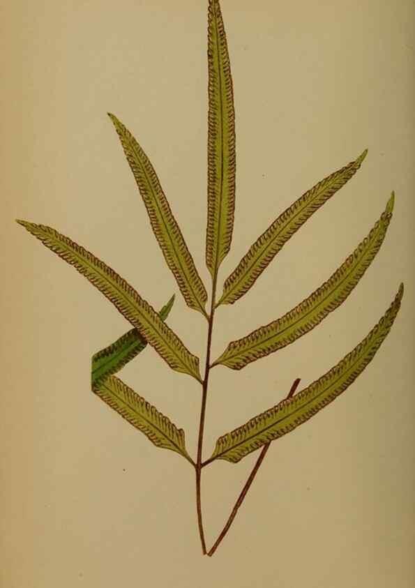 Reproducción/Reproduction 49628475621: Ferns: British and exotic.... London,Groombridge and Sons,1856-60.. 