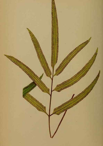 Reproducción/Reproduction 49628475621: Ferns: British and exotic.... London,Groombridge and Sons,1856-60.. 