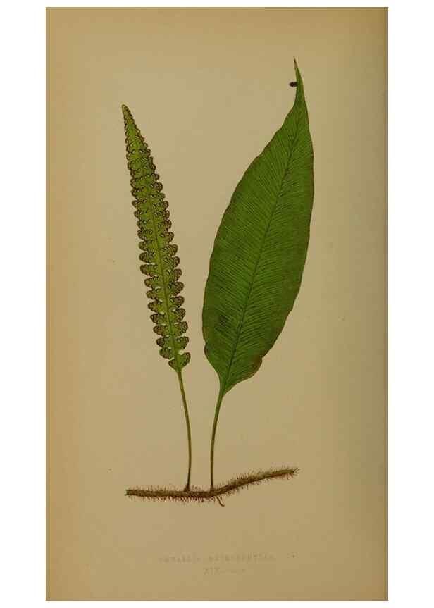 Reproducción/Reproduction 49627956353: Ferns: British and exotic.... London,Groombridge and Sons,1856-60.. 