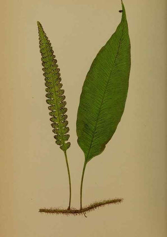 Reproducción/Reproduction 49627956353: Ferns: British and exotic.... London,Groombridge and Sons,1856-60.. 