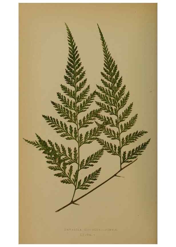 Reproducción/Reproduction 49627956533: Ferns: British and exotic.... London,Groombridge and Sons,1856-60.. 
