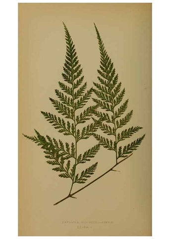 Reproducción/Reproduction 49627956533: Ferns: British and exotic.... London,Groombridge and Sons,1856-60.. 