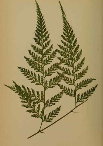 Reproducción/Reproduction 49627956533: Ferns: British and exotic.... London,Groombridge and Sons,1856-60.. 