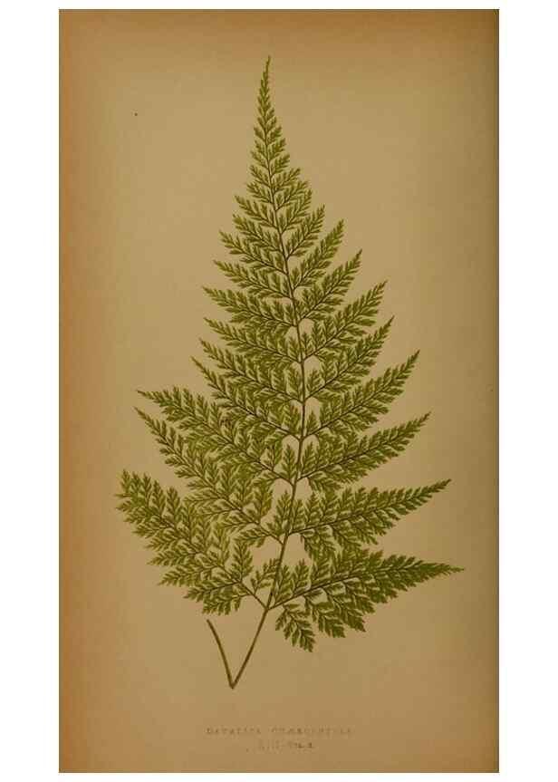 Reproducción/Reproduction 49628474691: Ferns: British and exotic.... London,Groombridge and Sons,1856-60.. 