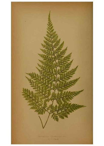 Reproducción/Reproduction 49628474691: Ferns: British and exotic.... London,Groombridge and Sons,1856-60.. 