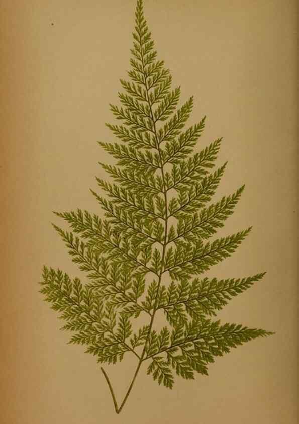 Reproducción/Reproduction 49628474691: Ferns: British and exotic.... London,Groombridge and Sons,1856-60.. 