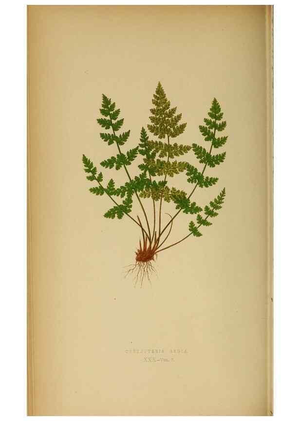 Reproducción/Reproduction 49627679078: Ferns: British and exotic.... London,Groombridge and Sons,1856-60.. 