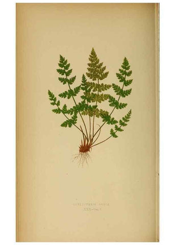 Reproducción/Reproduction 49627679078: Ferns: British and exotic.... London,Groombridge and Sons,1856-60.. 