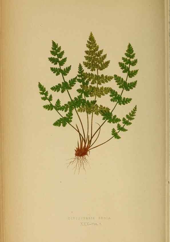 Reproducción/Reproduction 49627679078: Ferns: British and exotic.... London,Groombridge and Sons,1856-60.. 