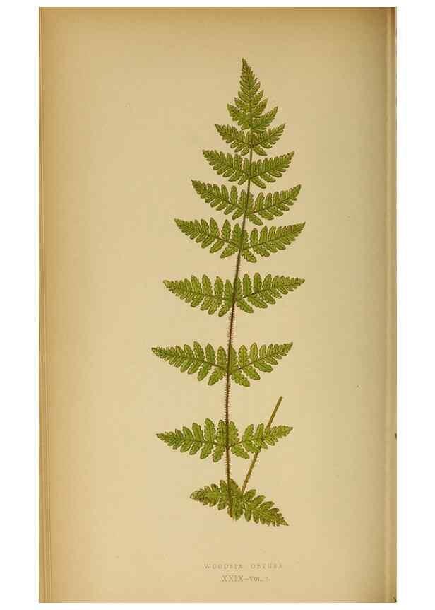 Reproducción/Reproduction 49628195291: Ferns: British and exotic.... London,Groombridge and Sons,1856-60.. 