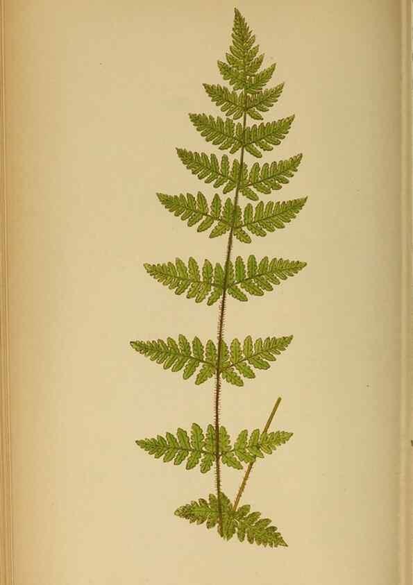 Reproducción/Reproduction 49628195291: Ferns: British and exotic.... London,Groombridge and Sons,1856-60.. 