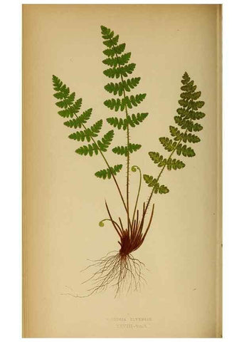Reproducción/Reproduction 49627678643: Ferns: British and exotic.... London,Groombridge and Sons,1856-60.. 