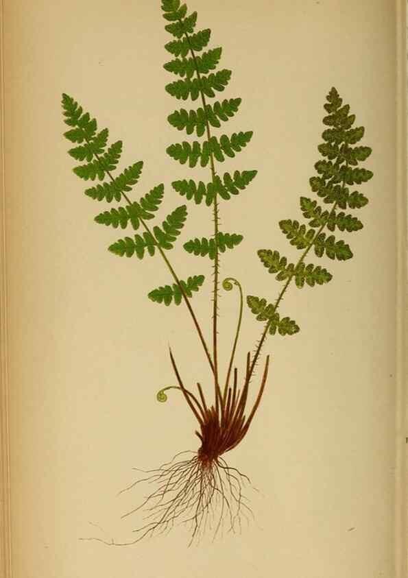 Reproducción/Reproduction 49627678643: Ferns: British and exotic.... London,Groombridge and Sons,1856-60.. 
