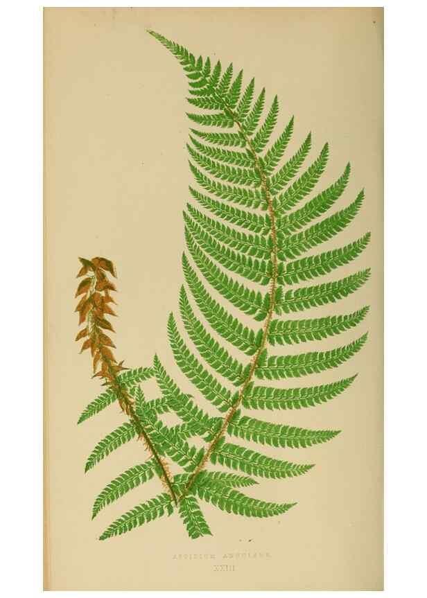 Reproducción/Reproduction 49626708538: Ferns: British and exotic.... London,Groombridge and Sons,1856-60.. 