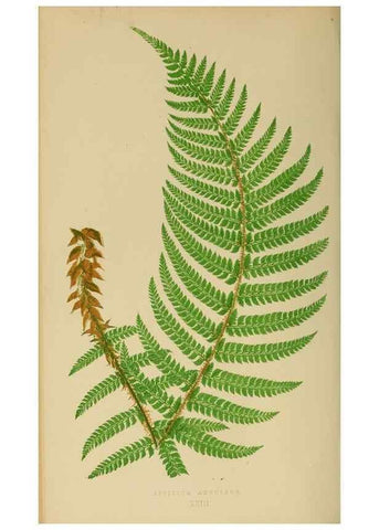Reproducción/Reproduction 49626708538: Ferns: British and exotic.... London,Groombridge and Sons,1856-60.. 